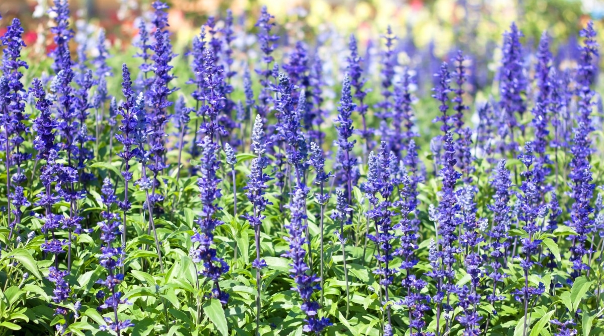 Campo lleno de tallos de flores altos bordeados de diminutas flores azules.