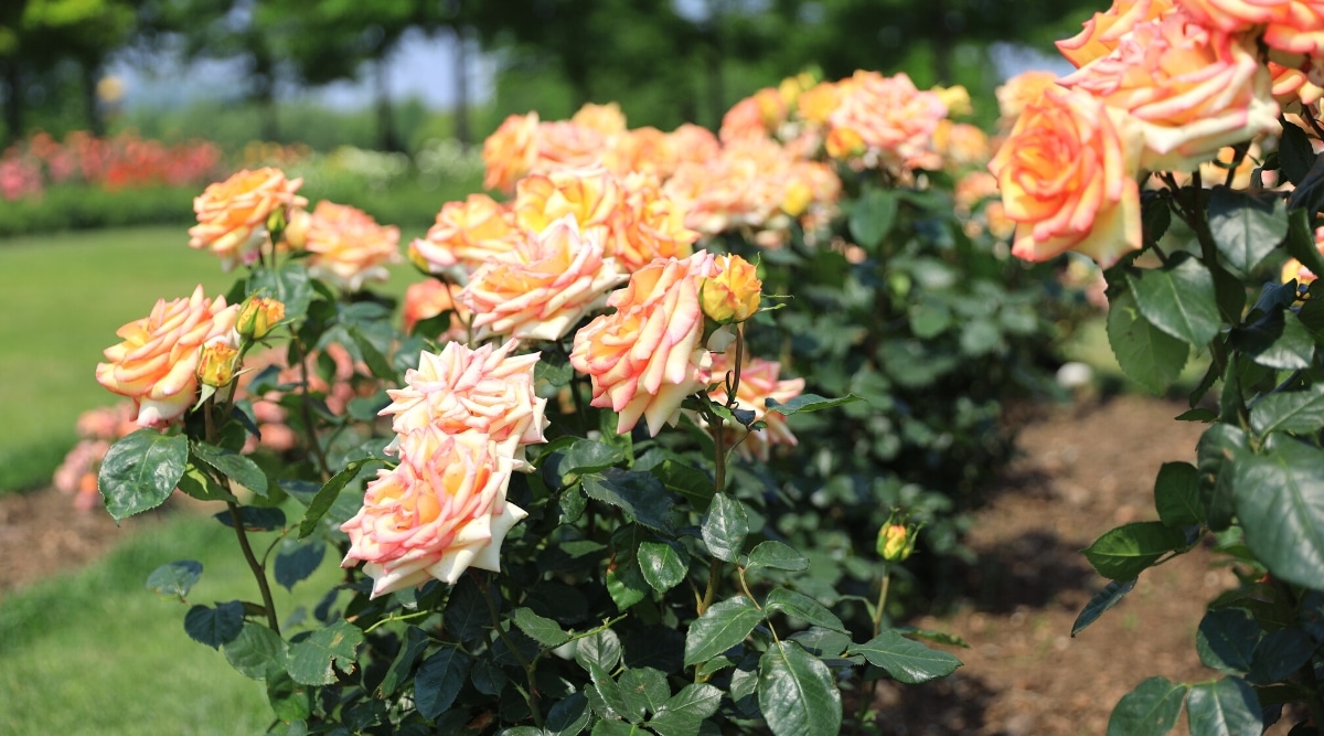 Primer plano de rosas chinas bellamente florecientes en un jardín soleado.  Las rosas tienen grandes flores dobles con pétalos que se curvan hacia afuera en tonos de melocotón, naranja y rosa.  Las hojas son de color verde oscuro, brillantes, pinnadas compuestas, que consisten en folíolos ovalados con bordes dentados.