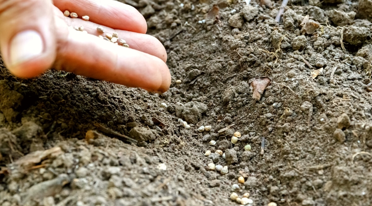 Primer plano de una mano masculina sembrando semillas de zanahoria en el suelo, en un jardín.  Las semillas son pequeñas, ovaladas, de color marrón, con una superficie rugosa.  El suelo es suelto, seco, de color marrón grisáceo.