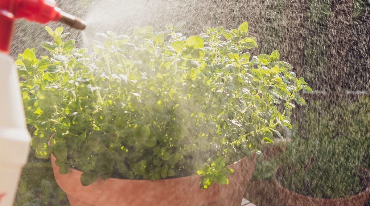 Primer plano de rociar orégano en maceta de una botella de spray blanca y roja en un jardín soleado.  La planta es exuberante, tiene tallos delgados verticales y pequeñas hojas ovaladas, verdes y ligeramente peludas.