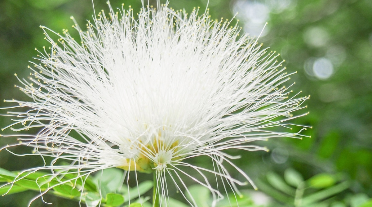 Un primer plano de Prairie Acacia expone encantadoras flores blancas y delgadas que brotan del tallo.  El tallo de Prairie Acacia presenta una textura suave y una forma esbelta.  El tallo soporta múltiples racimos de hojas verdes como plumas, lo que realza el atractivo visual de la planta.