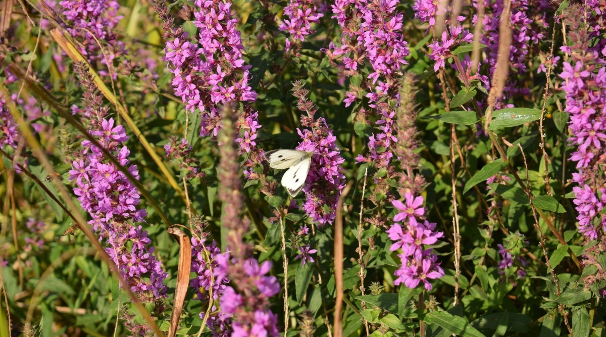 Un primer plano de Leadplants con delicadas flores violetas que atraen a una mariposa blanca.  Las hojas esbeltas, teñidas de plata, aportan un toque etéreo a la escena.  Las ramas se extienden hacia afuera, creando un hábitat natural para la mariposa y agregando una sensación de tranquilidad al entorno general.