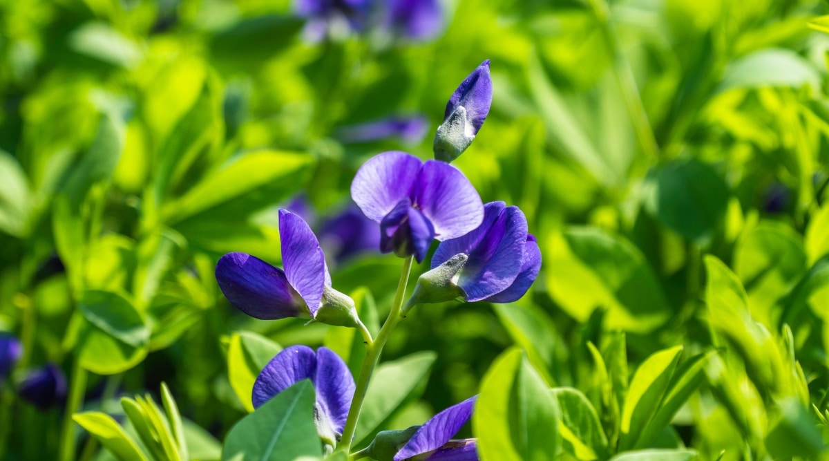 Un primer plano de las plantas Blue Wild Indigo revela flores exquisitas que tienen un llamativo tono de azul vibrante.  Las flores tienen una forma única, que se asemejan a conos alargados y delicados con pétalos que se curvan con gracia.  Las hojas son compuestas y alargadas, formando un atractivo telón de fondo para las llamativas flores.