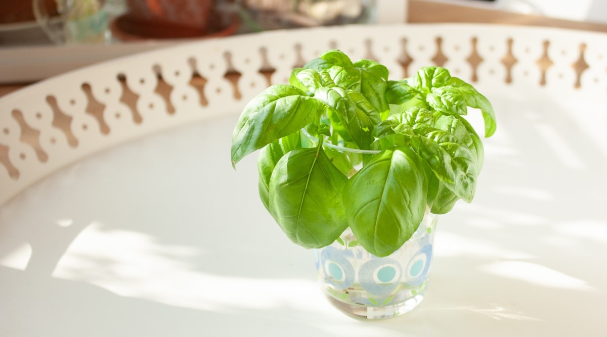 Un primer plano de una planta de albahaca en un vaso transparente blanco.  Las hojas verdes de la planta son pequeñas y tiernas, con un suave rizo hacia las puntas.
