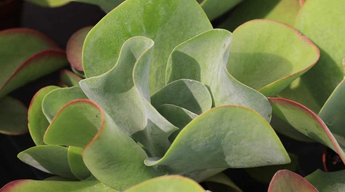 Primer plano de la planta de paletas con hojas grandes y planas, que se asemejan a paletas, y son de color verde con un ligero tinte rojizo en los bordes.
