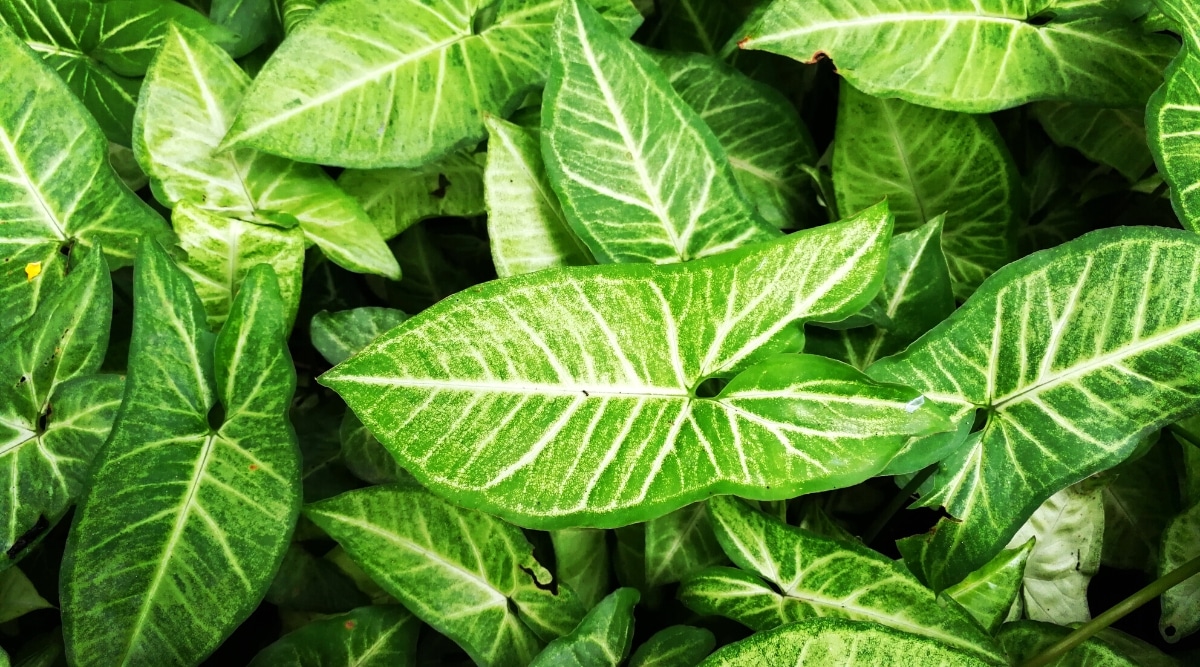 Varias plantas de punta de flecha presentan hojas que tienen forma de punta de flecha, con una punta delicada en la punta.  Tienen un color verde intenso con patrones intrincados que se suman a su belleza.
