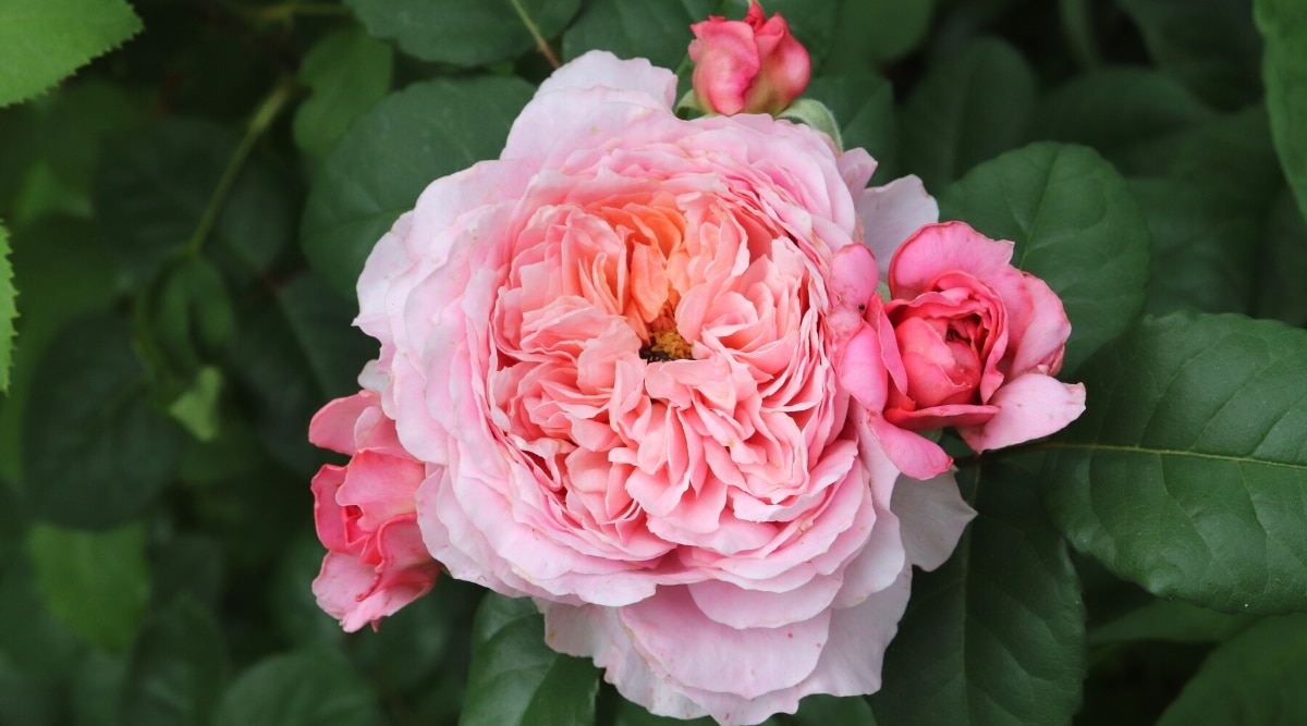 Krupnyy plan tsvetushchego kusta roz 'Bliss Parfum'.  Myagkiye y elegante tsvety demonstriruyut ocharovatel'nuyu smes' kremovo-belykh y rumyano-rozovykh ottenkov.  La flor se compone de pequeñas flores, la imagen es hermosa, la flor es florida, la flor es de la forma clásica de la rosa.  Lepestki imeyut slegka vz"yeroshennyy vid.  Letter'ya oval'nyye, temno-zelenyye son zubchatymi krayami.  Tsvety Rosa 'Bliss Parfum' - voploshcheniye nezhnoy belleza e izyashchestva.  Myagkiye y elegante tsvety demonstriruyut ocharovatel'nuyu smes' kremovo-belykh y rumyano-rozovykh ottenkov.  Kazhdyy tsvetok sostoit y con neskol'kikh sloyev lepestkov, cuadros pre-krasnyy polnyy tsvetok, formas clásicas de rosas.  Lepestki imeyut slegka vz"yeroshennyy vid, dobavlyayushchiy notku prichudlivosti v obshchiy vid.  Enlaces y de los mismos particulares 