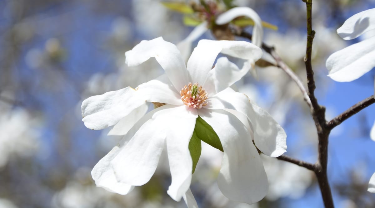 En este primer plano se captura una flor de magnolia japonesa en plena floración, que revela sus delicados pétalos rosados ​​y su estambre amarillo.  La flor está situada en una rama, que presenta una corteza de color marrón oscuro y hojas verdes delgadas.