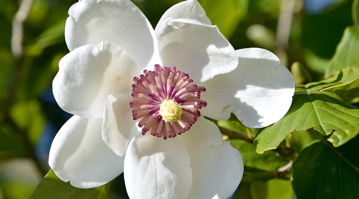 Primer plano de una flor de magnolia que tiene pétalos de color blanco cremoso sobre un fondo de hojas verdes brillantes que tienen una textura ligeramente áspera.  El centro de la flor es una hermosa vista, con su intrincado arreglo de estambres y pistilos.