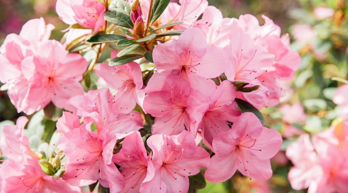 Un primer plano de 'Autumn Debutante' en todo su esplendor.  Las flores de color rosa vivo dominan el marco, cautivando la mirada con su radiante belleza.  Las hojas brillantes agregan un toque de exuberancia y mejoran el atractivo visual general.