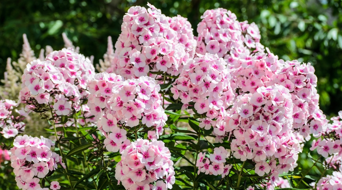 Los racimos de Garden Phlox exhiben delicadas flores rosadas que florecen en abundancia, sus tonos vibrantes agregan un toque de elegancia.  Rodeando las flores, las exuberantes hojas verdes brindan un telón de fondo refrescante que complementa los tonos suaves de los pétalos.  Los robustos tallos se mantienen altos y sostienen la elegante belleza de las flores.