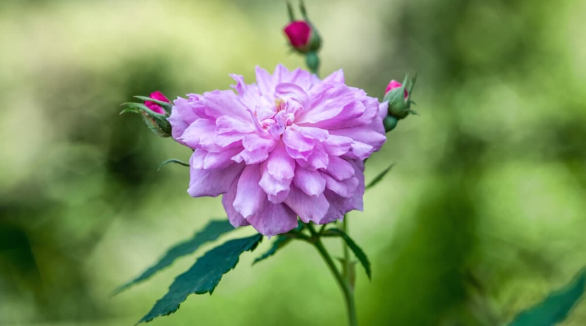 Primer plano de una rosa floreciente 'Caldwell Pink' contra un fondo verde borroso.  La rosa tiene una encantadora flor rosa esponjosa con pétalos ovalados alargados ligeramente ondulados y ondulados.  Las hojas son de color verde oscuro, de forma ovalada con bordes dentados y puntas puntiagudas.