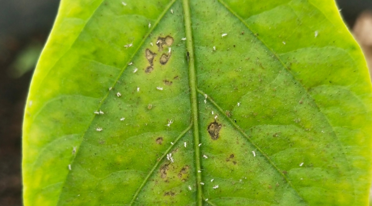 Un primer plano muestra una hoja verde grande y vibrante afectada por una infestación de trips.  Estos diminutos insectos blancos se pueden ver arrastrándose por la superficie de la hoja, causando daños y representando una amenaza para el bienestar de la planta.