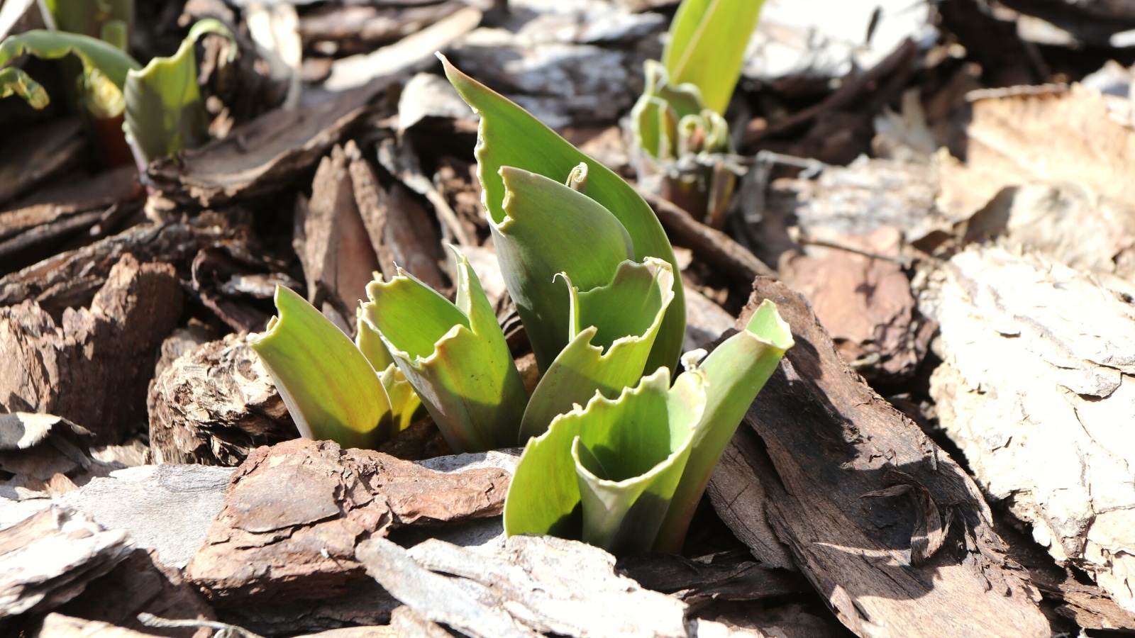 Un primer plano de la parte inferior verde de una planta revela signos de daños por conejos, posiblemente comidos.  La planta está rodeada de mantillo de madera, lo que proporciona un lecho natural para el crecimiento y la protección.