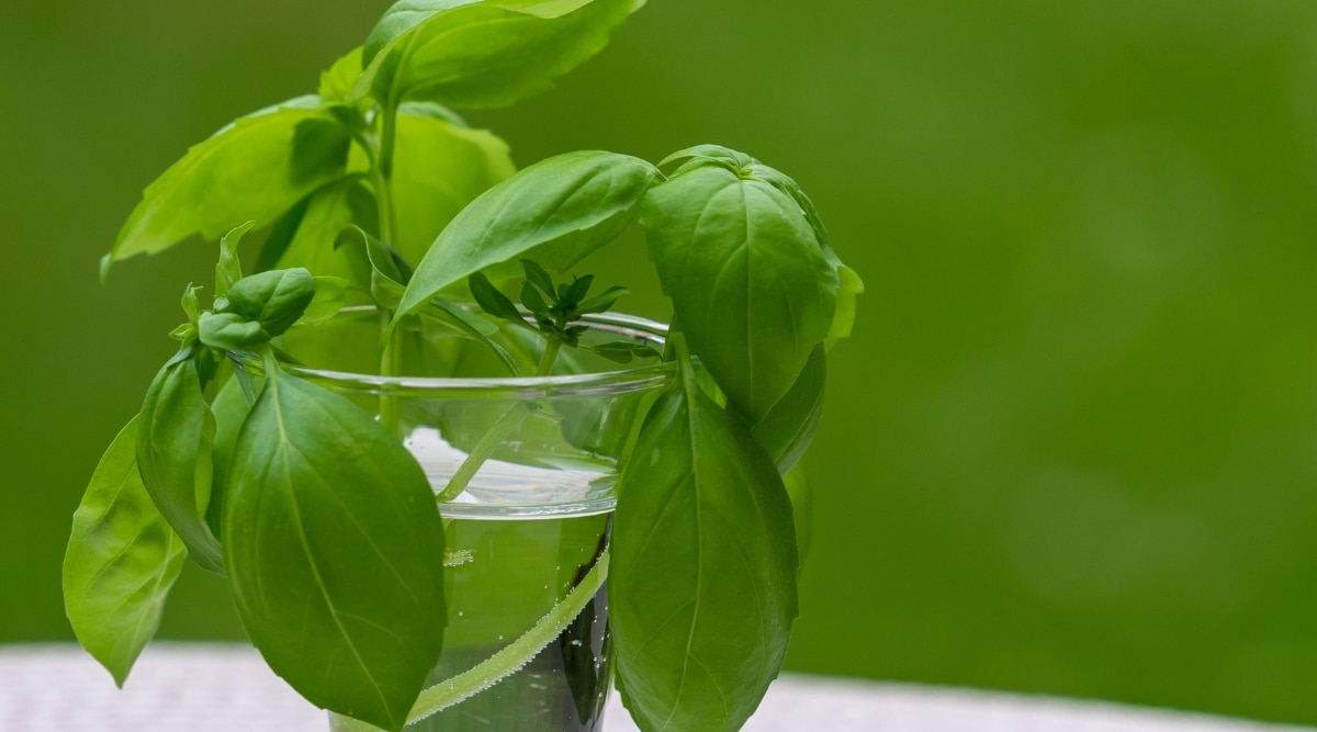 Un primer plano de una planta de albahaca que crece en un vaso transparente lleno de agua.  El fondo verde enfatiza el exuberante follaje de la planta.