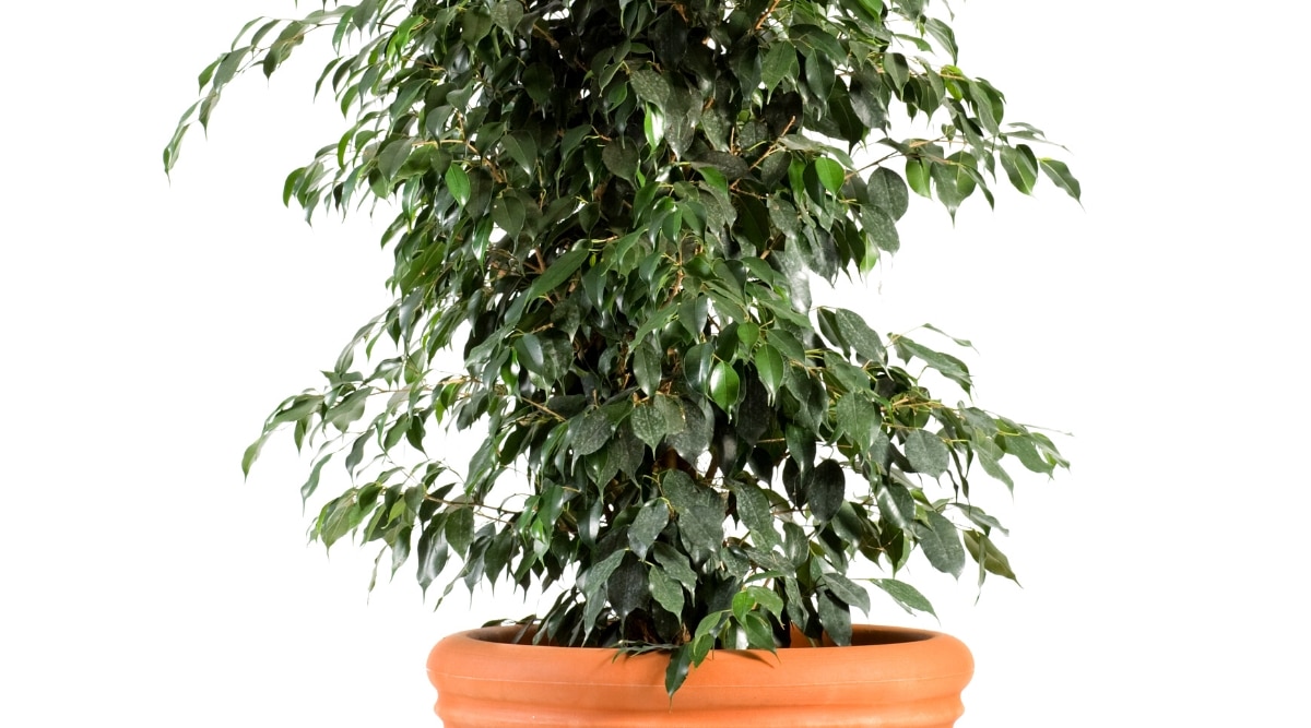 Sobre un fondo blanco, Ficus benjamina 'Danielle' se yergue en una gran maceta marrón.  Su patrón de crecimiento vertical agrega un toque elegante al espacio.  Las ramas de la planta se extienden con aplomo, mientras que las hojas brillantes crean un dosel exuberante.