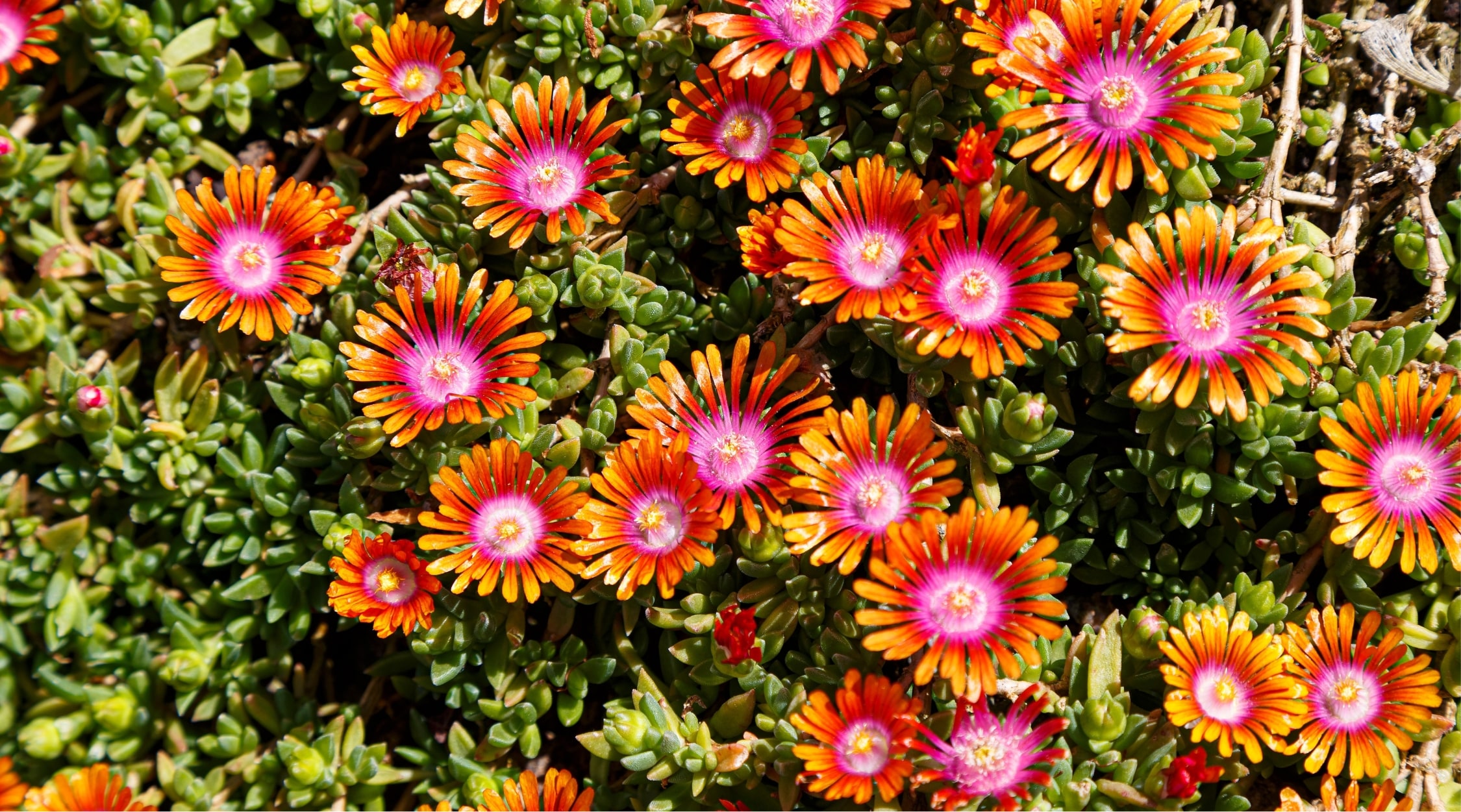 Se muestran muchas plantas de Delosperma 'Fire Spinner'.  Sus hojas son diminutas, carnosas y verdes.  Las flores son grandes, llamativas y parecidas a margaritas, con pétalos rosados ​​que se mezclan con naranja en el centro.