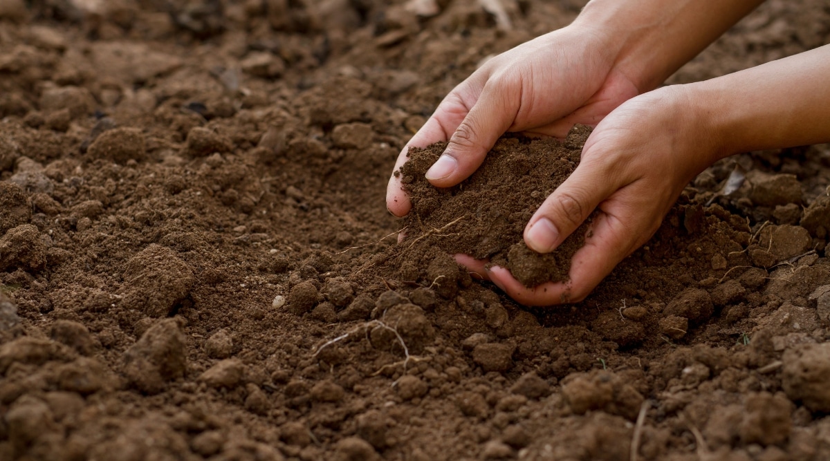   La mano de un hombre agarra firmemente un puñado de tierra marrón.  El suelo parece rico y fértil, listo para nutrir las plantas y apoyar el crecimiento.  La textura del suelo es visible, con sus granos finos y tonos terrosos.