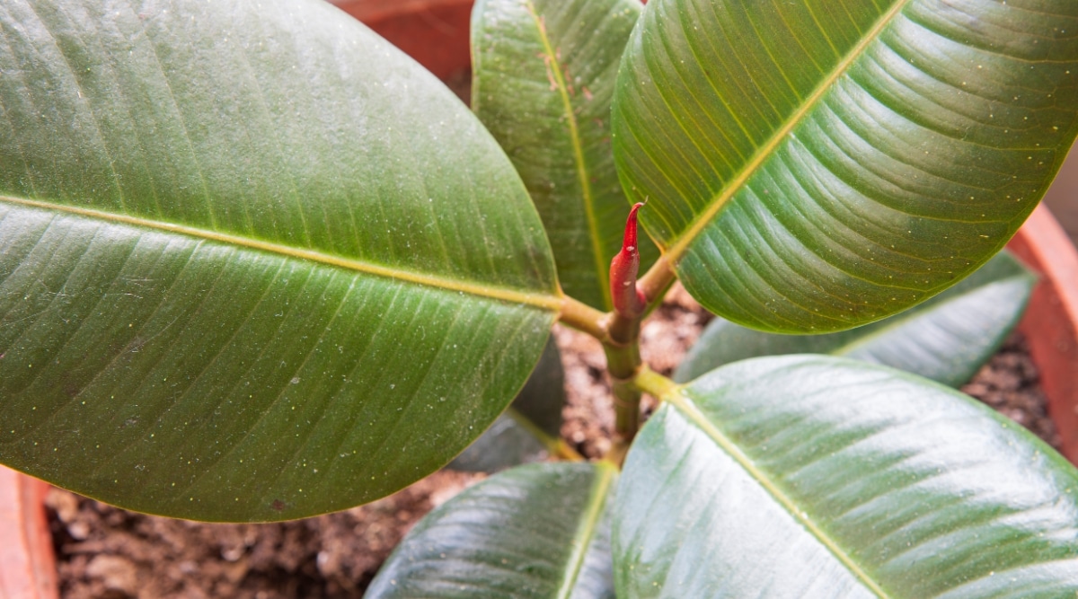 Un primer plano de la belleza de Ficus elastica.  Sus hojas anchas y coriáceas muestran un tono verde intenso, mientras que el tallo resistente muestra una textura suave.  La planta prospera en una maceta llena de tierra rica y marrón, lo que proporciona un entorno enriquecedor.