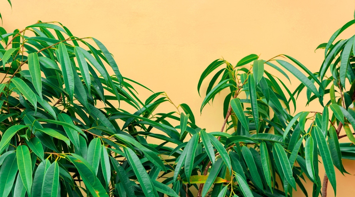 Contra una pared naranja, Ficus maclellandii 'Alii' llama la atención.  Sus ramas se extienden con gracia hacia el exterior, llenando el marco con su apariencia delicada pero robusta.  Las hojas delgadas y alargadas de la planta caen hacia abajo, formando una elegante cascada de exuberante vegetación.