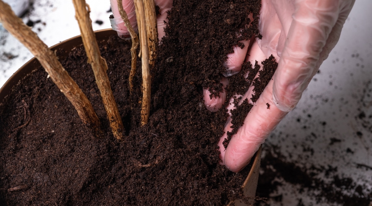 Una mano vierte con cuidado café molido en la maceta que sostiene el tallo de una rosa.  La materia orgánica proporcionará nutrientes para la planta en crecimiento.