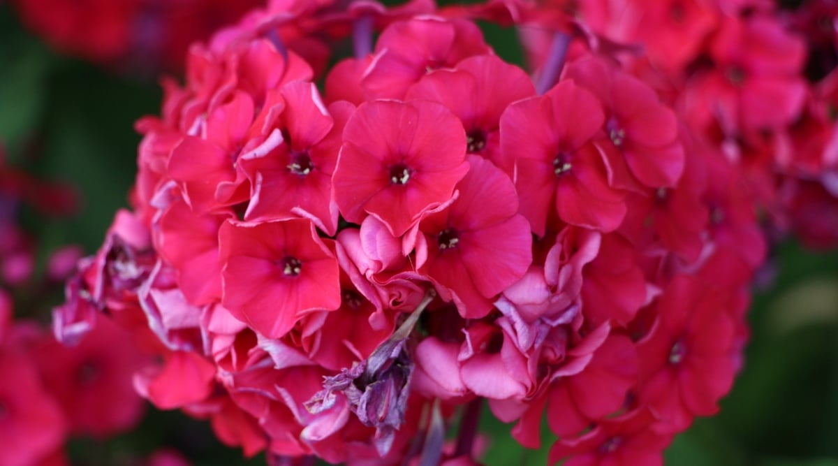 Un primer plano de Caperucita Roja muestra flores rojas atrevidas y aterciopeladas.  Cada pétalo emana un color rico y profundo, creando un contraste sorprendente, lo que resulta en un festín visual para los ojos.