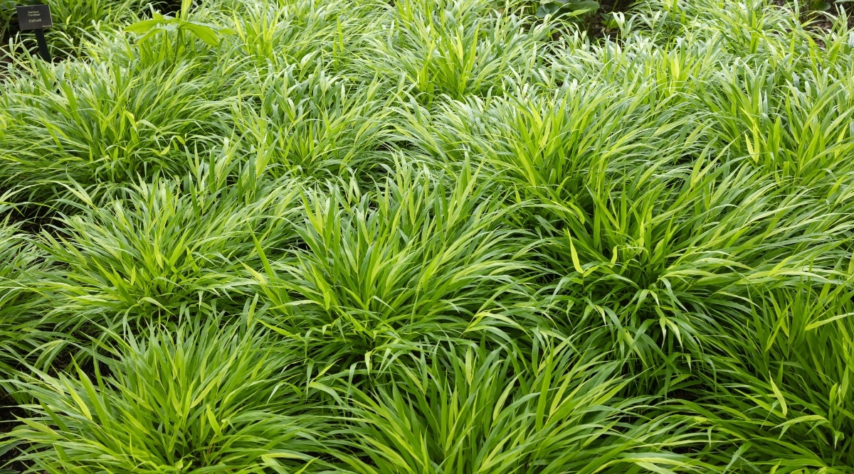 Los racimos de hierba del bosque japonés presentan hojas delgadas y alargadas.  Estos pastos se mecen suavemente con la brisa, formando una graciosa danza de verde elegancia.  Las aspas estrechas, con sus vibrantes tonos de verde, crean una alfombra exuberante que agrega textura y profundidad al paisaje.