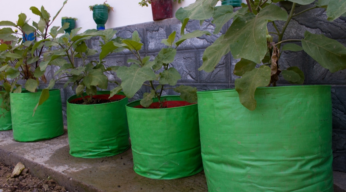 Las bolsas de cultivo tienen plantas que crecen dentro de ellas.  son de color verde con plantas en varias etapas de crecimiento.  Se sientan sobre un área plana de concreto.