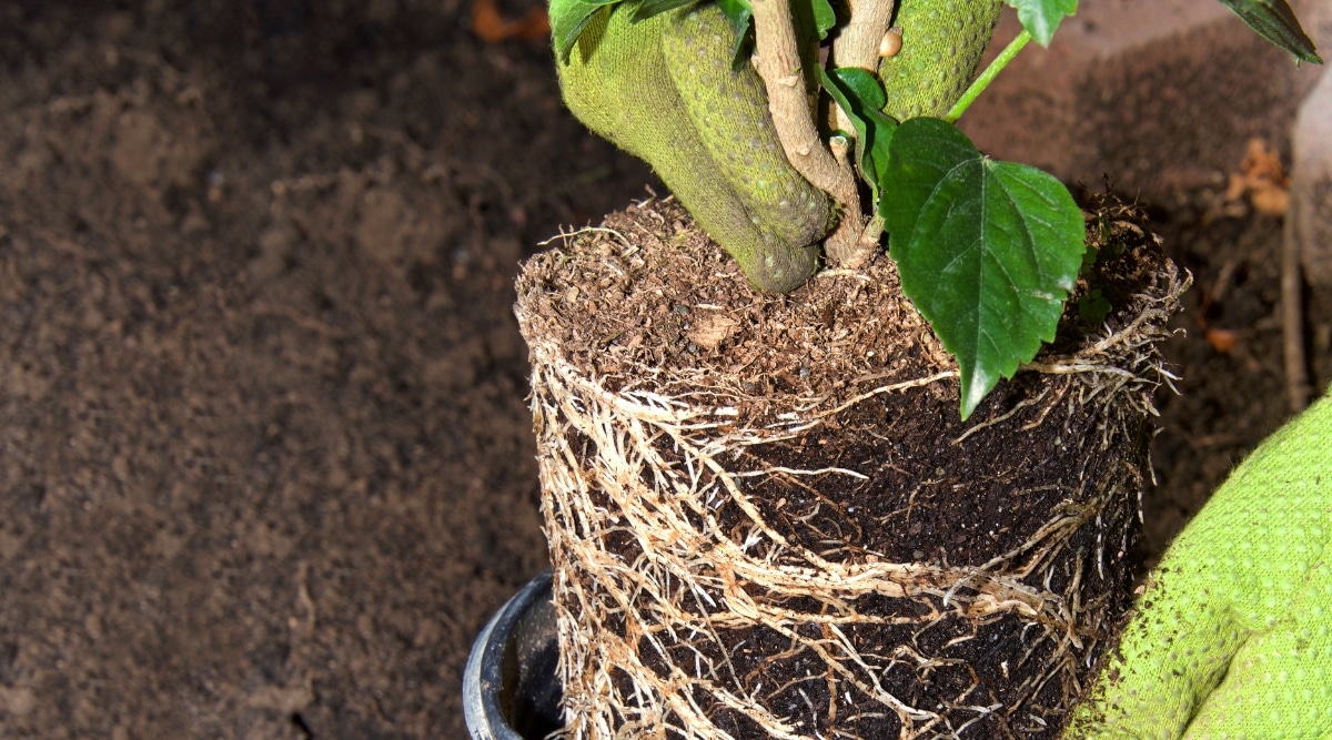 Con guantes verdes, un hombre muestra con orgullo una planta de hibisco recién cortada.  Sus raíces, cubiertas de tierra marrón, muestran su crecimiento saludable y su conexión con el entorno nutritivo de la maceta.