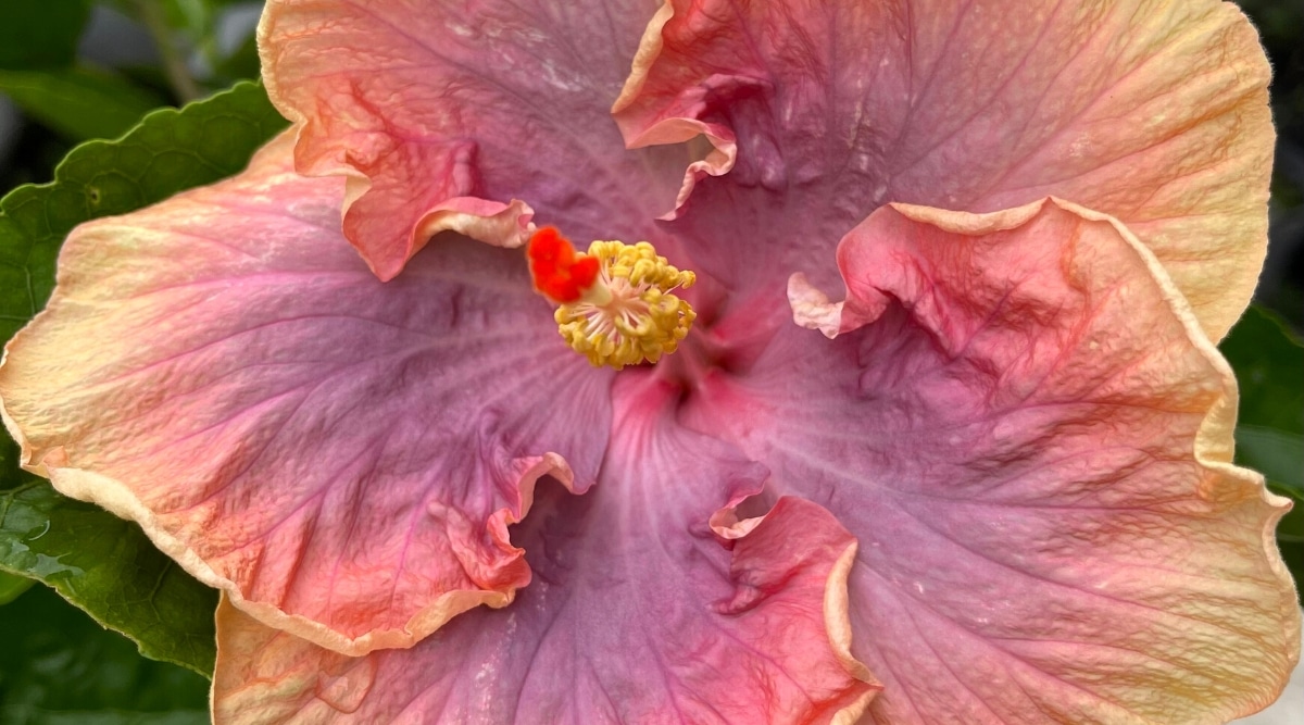 Primer plano de una floreciente Hibiscus rosa-sinensis 'Gator Pride' contra un fondo borroso.  La flor es grande, en forma de platillo, de color azul violeta y naranja.  Los pétalos tienen forma de un solo pétalo y pueden variar en color, algunos se inclinan hacia tonos más rosados ​​y otros hacia tonos más amarillos.