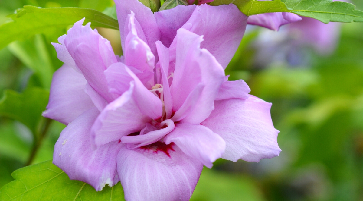 Primer plano de una flor de Hibiscus syriacus 'Ardens' en flor contra un fondo verde borroso.  La flor es grande, llamativa, semidoble, en forma de copa con cinco pétalos distintos extendidos hacia afuera.  La flor es predominantemente lavanda oscura, con matices rosados.