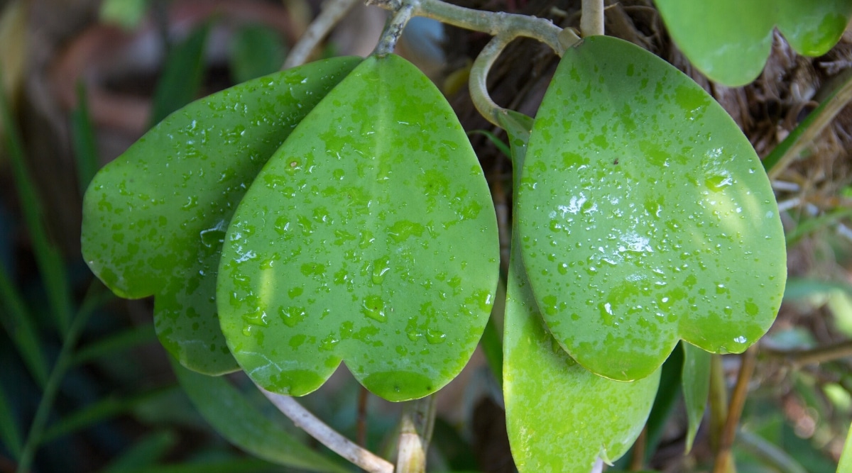 Un primer plano de las hojas de Hoya Kerrii que están cubiertas de gotas de agua que brillan a la luz.  Las hojas tienen forma de corazón, son gruesas y cerosas.  El color de las hojas es de un verde exuberante, con una nervadura central prominente que corre por el centro.