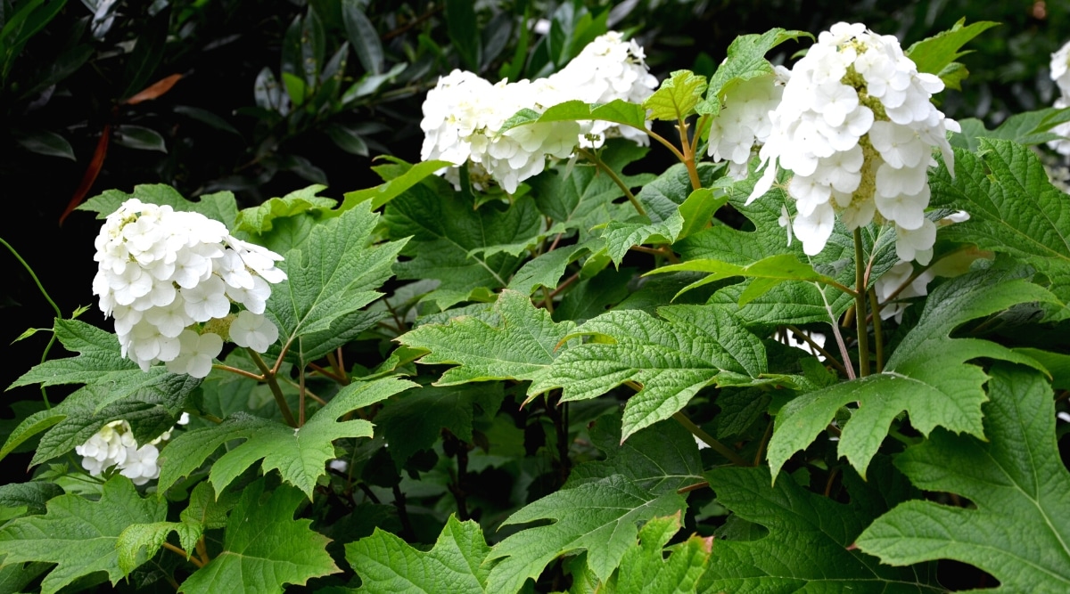 Primer plano de un arbusto floreciente de hortensia quercifolia 'Pee Wee' en el jardín.  Es una pequeña planta que crece hasta unos 5 pies de alto y ancho.  Tiene flores blancas verticales en forma de cono.  Las hojas son de color verde brillante, lobuladas con bordes dentados y se asemejan a las hojas de roble en forma.