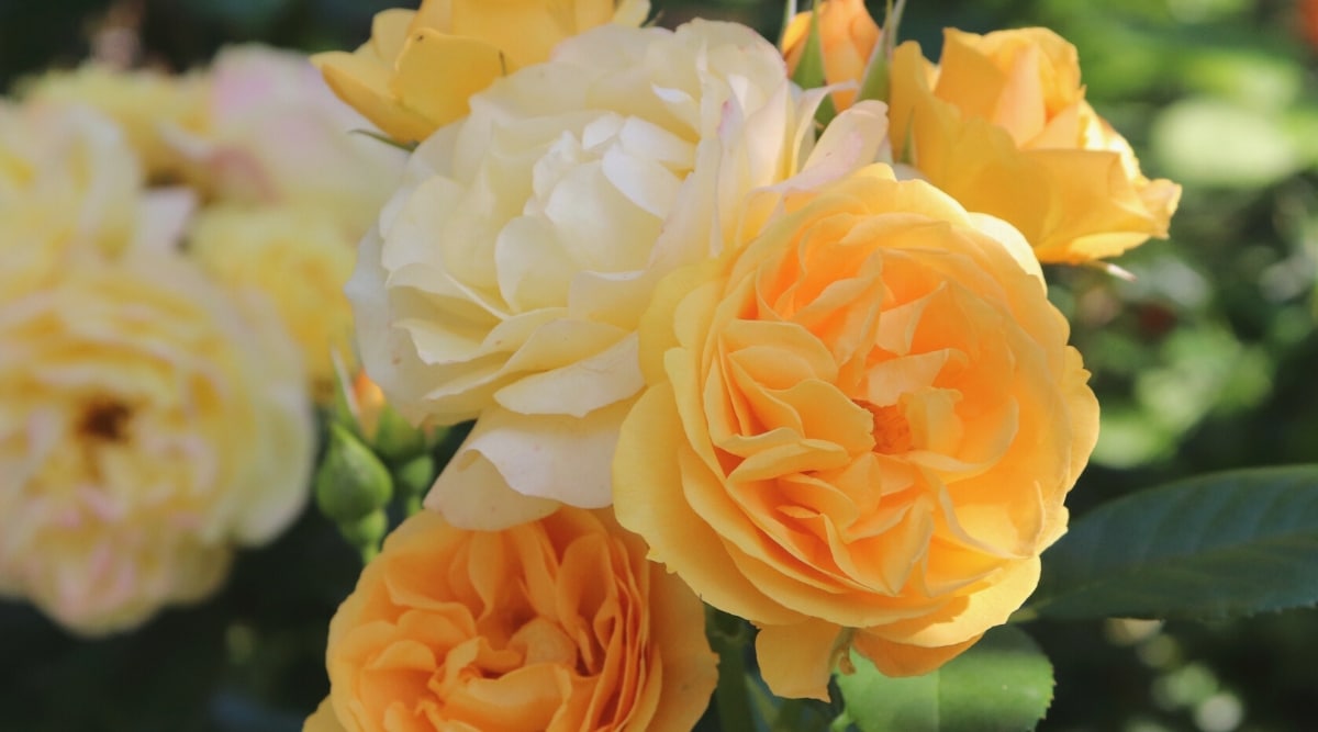 Primer plano de las rosas florecientes 'Julia Child' en un jardín soleado.  Las flores son grandes, onduladas, en un tono amarillo mantecoso decadente.  Los pétalos tienen una textura rica y aterciopelada que añade encanto a esta rosa.