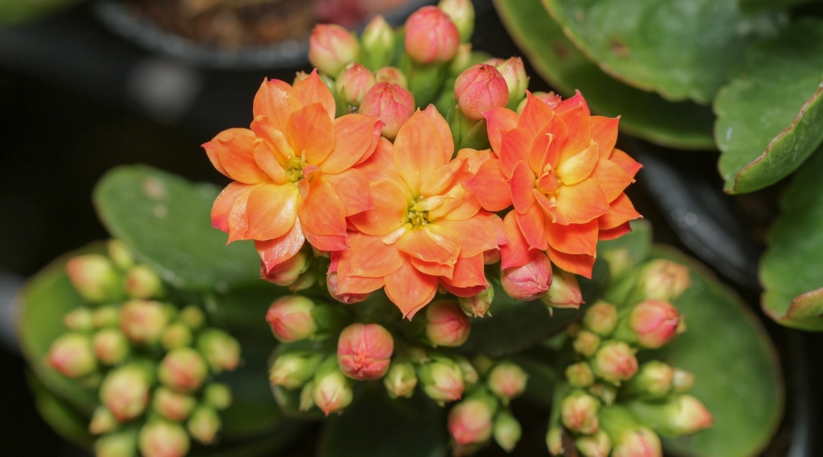 Primer plano de un racimo de flores pequeñas de color naranja brillante con pequeños capullos de color naranja que las rodean.  Las hojas son verdes con bordes festoneados rojos. 