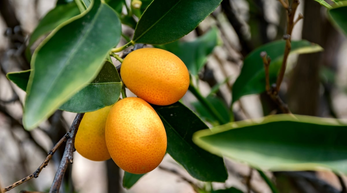 Primer plano de una rama de árbol que tiene un pequeño racimo de pequeñas frutas naranjas, rodeadas de hojas delgadas, largas y de color verde oscuro.