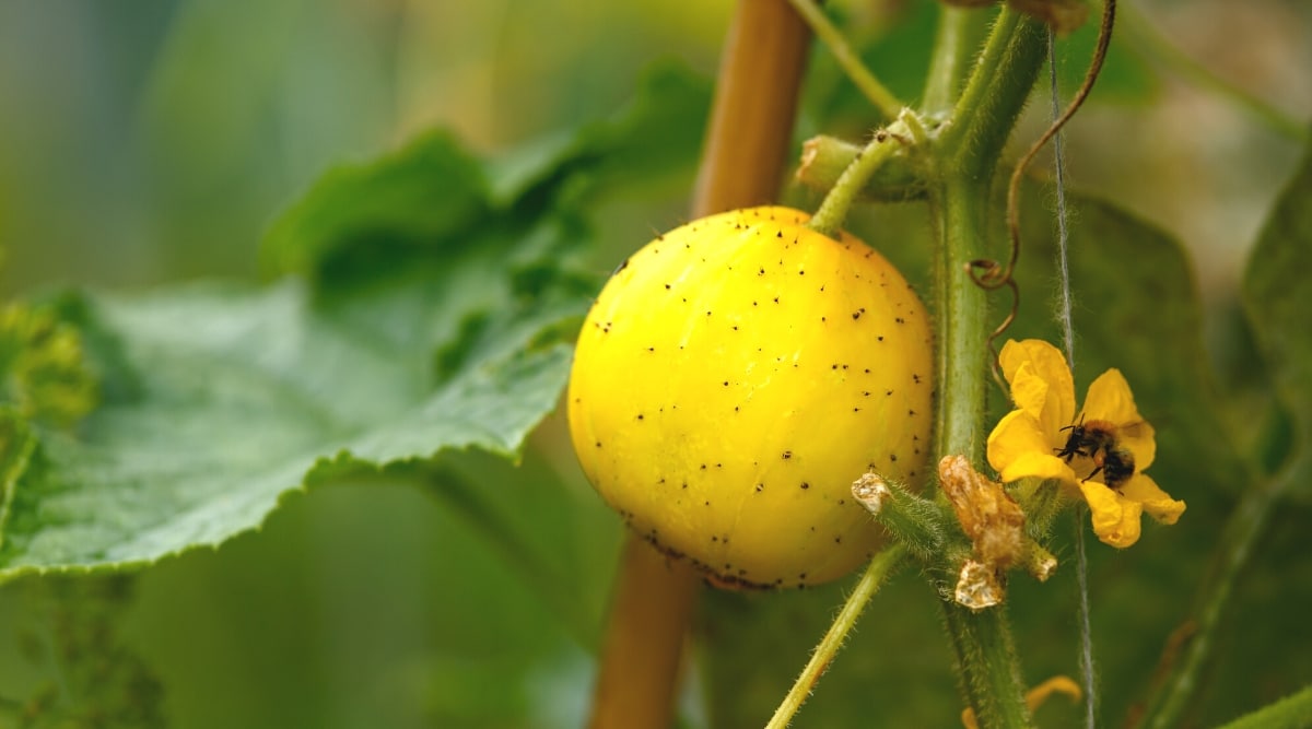 Primer plano de la fruta en crecimiento de la planta de pepinos de limón.  El fruto es completamente redondo, similar en forma y tamaño a un limón.  El feto tiene la piel de color amarillo pálido o limón.  La piel es fina y suave, con una textura brillante.  Una abeja recoge néctar de una pequeña flor amarilla de pepino.