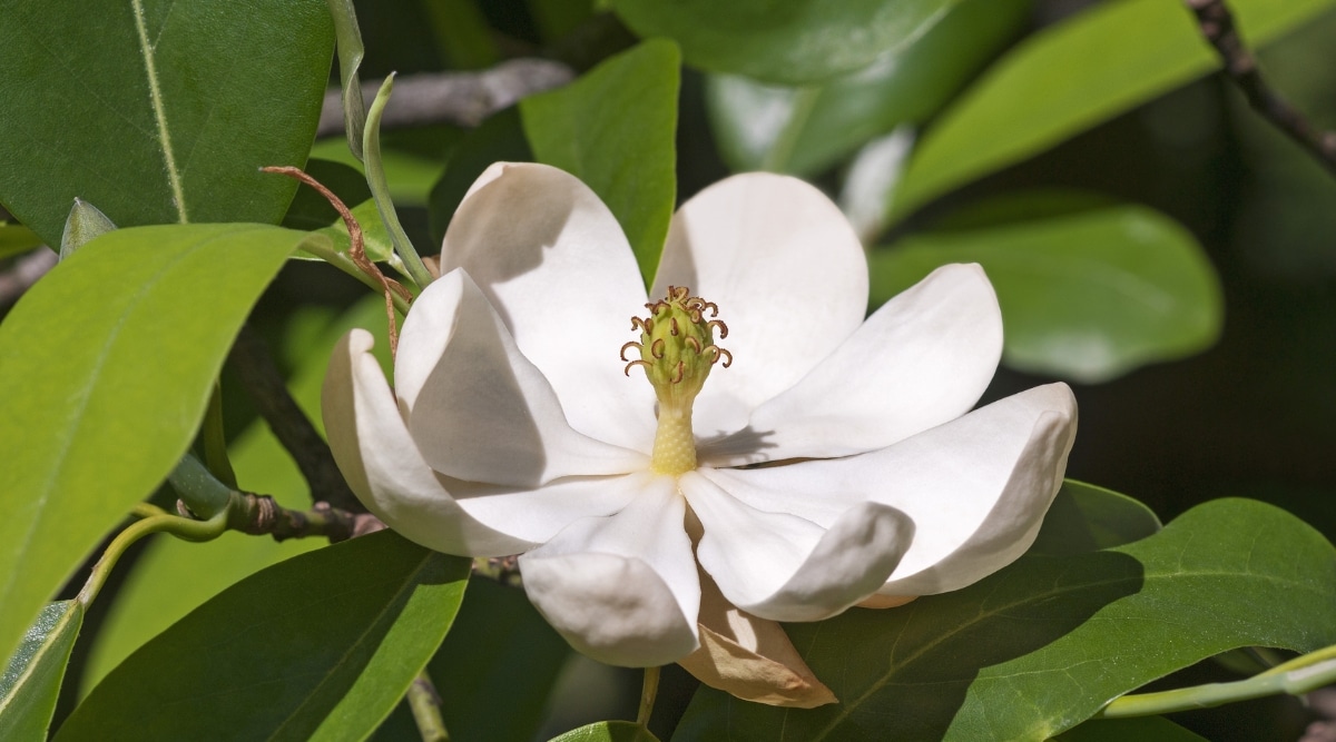Este primer plano de una flor Magnolia virginiana muestra su impresionante belleza.  Los pétalos blancos están ligeramente ahuecados, con un centro verde.  Las hojas verdes brillantes y las ramas leñosas proporcionan un fondo contrastante.