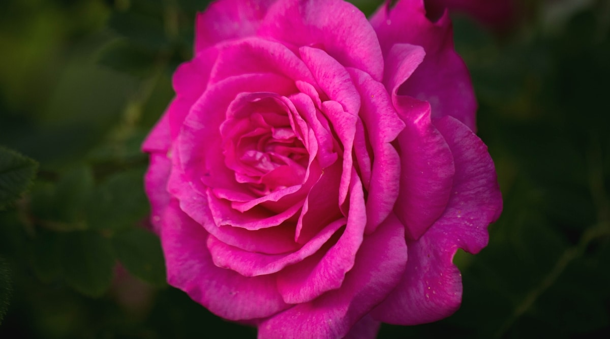 Primer plano de una rosa floreciente 'Miranda Lambert' contra un fondo oscuro.  Gran flor fucsia doble con hermosos pétalos corrugados.