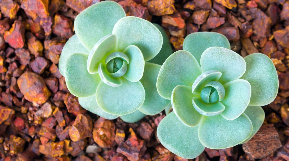 Dos plantas suculentas con rosetas de hojas carnosas y puntiagudas de color verde azulado y cubiertas de una capa de polvo.  Crece sobre una superficie rocosa de color marrón.
