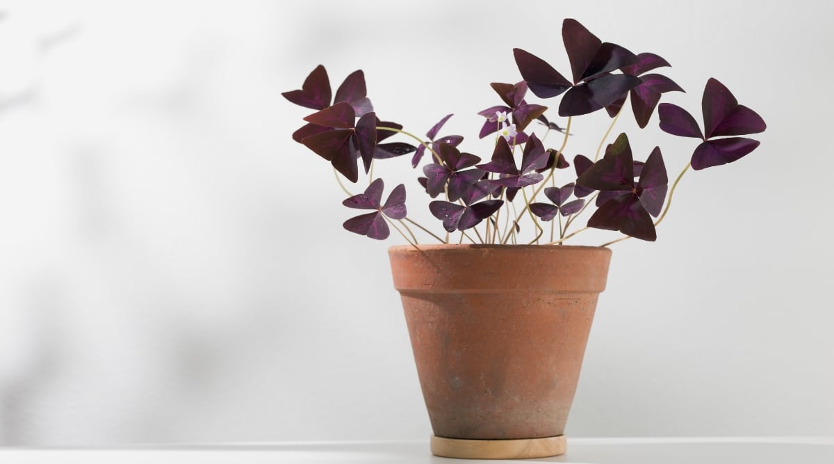 Un primer plano de la planta Oxalis mostrando sus hojas violetas, dispuestas elegantemente en ramas delgadas.  Las hojas añaden un toque de gracia y vitalidad a la planta.  La planta se coloca en una encantadora maceta marrón, lo que realza su belleza natural.