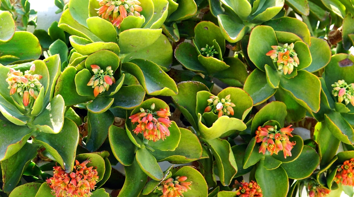 Varias plantas de paletas que se muestran tienen hojas gruesas en forma de paletas que son de color verde.  Racimos de pequeñas flores anaranjadas crecen en la parte superior de tallos erectos, carnosos y verdes. 