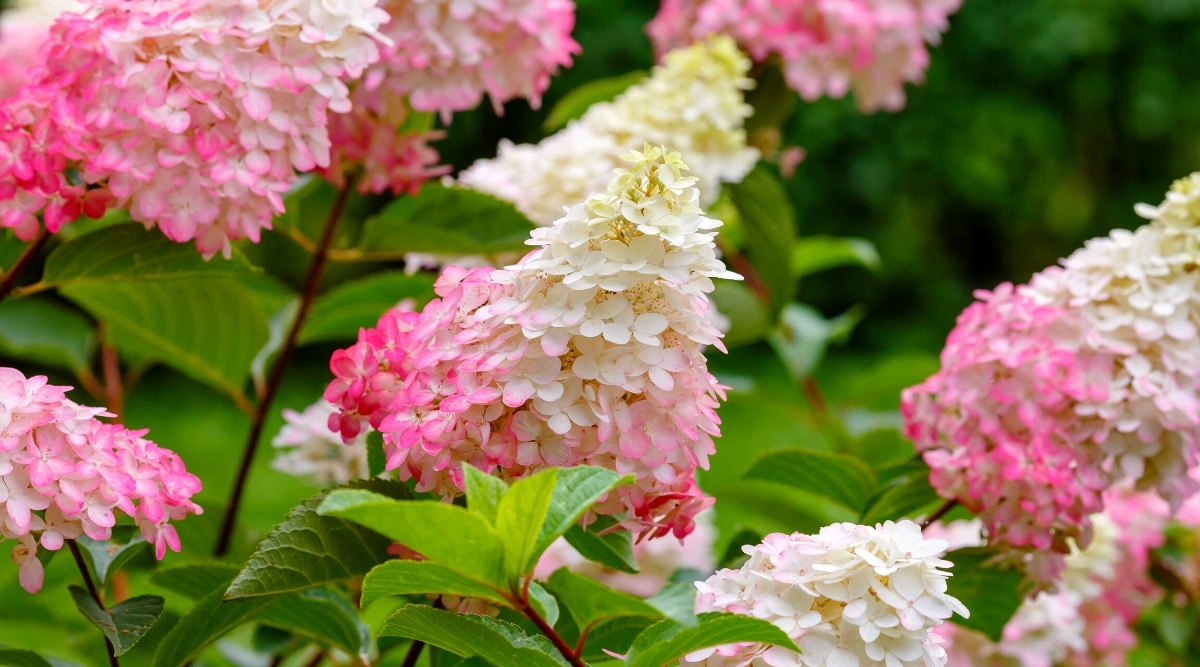 Un primer plano de las flores de hortensia 'Strawberry Sundae', que se componen de múltiples capas de delicados pétalos en tonos de rosa y blanco.  Las flores están sostenidas por ramas robustas con hojas verdes vibrantes que se suman a la belleza general de la planta.