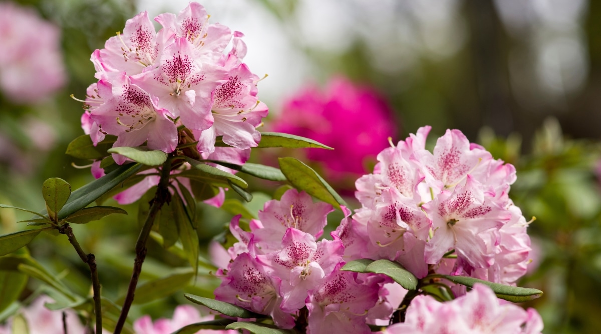 Un primer plano revela la delicada belleza de la planta Rhododendron con sus flores de color púrpura claro.  Las flores exudan un sutil encanto, sus suaves matices cautivan la vista.  Los tallos delgados sostienen con gracia las flores vibrantes, mientras que las hojas verdes brillantes agregan un toque de exuberancia a la composición.
