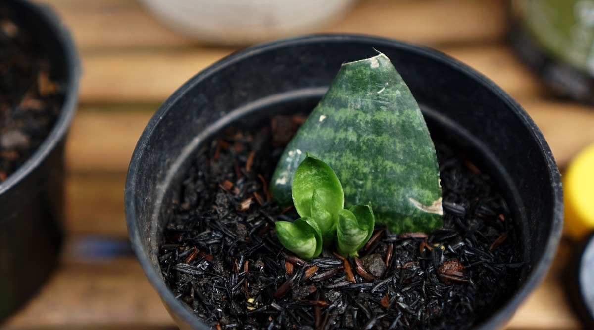 Una planta verde con hojas sanas está creciendo en una gran maceta negra llena de mantillo de cáscaras de arroz oscuro.  Las hojas tienen un acabado brillante y son de un color verde intenso.