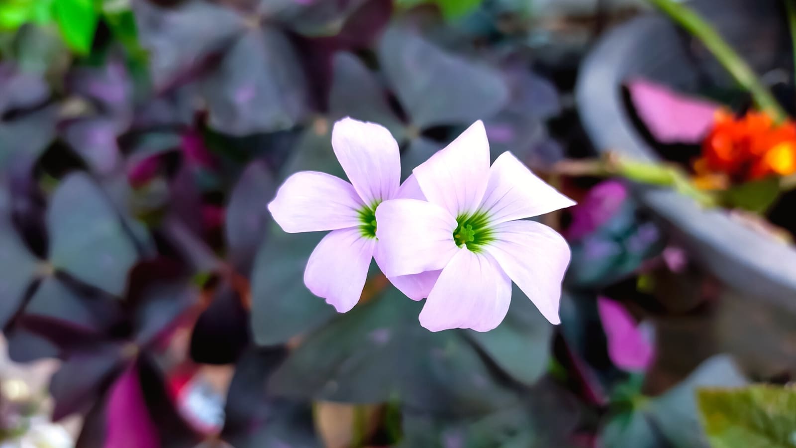 Un primer plano de flores blancas de Oxalis con pétalos delicados y centros de color verde brillante.  Las flores contrastan maravillosamente con las hojas de color violeta oscuro, creando una exhibición encantadora de colores y texturas.