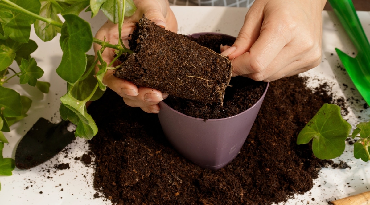 Se muestra a una mujer plantando una planta verde fresca en una maceta morada.  El suelo marrón con raíces expuestas proporciona una excelente vista de la salud de la planta.  La pequeña pala verde a su lado se usa para asegurar que la planta se plante de forma segura.