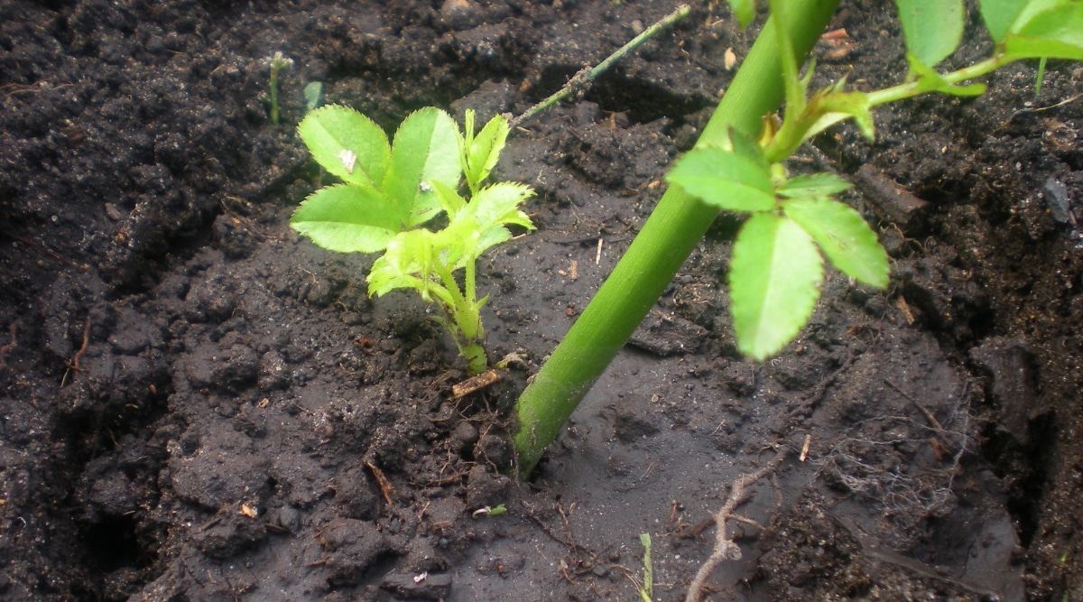 Un primer plano de una planta de rosas muestra hojas pequeñas, dentadas, de color verde claro y un tallo grueso, carnoso y verde que emerge del suelo húmedo y oscuro.