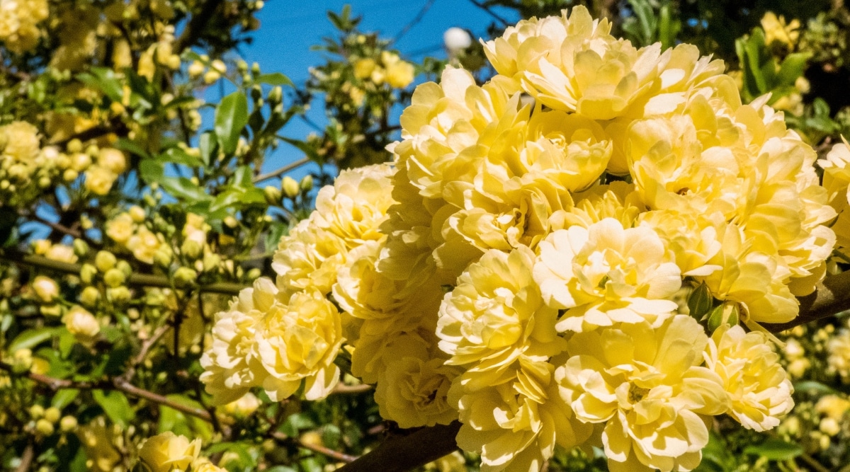 El marco está dominado por un primer plano de llamativas rosas amarillas en plena floración.  El fondo es un suave desenfoque de las mismas rosas, acompañadas de sus exuberantes hojas verdes.