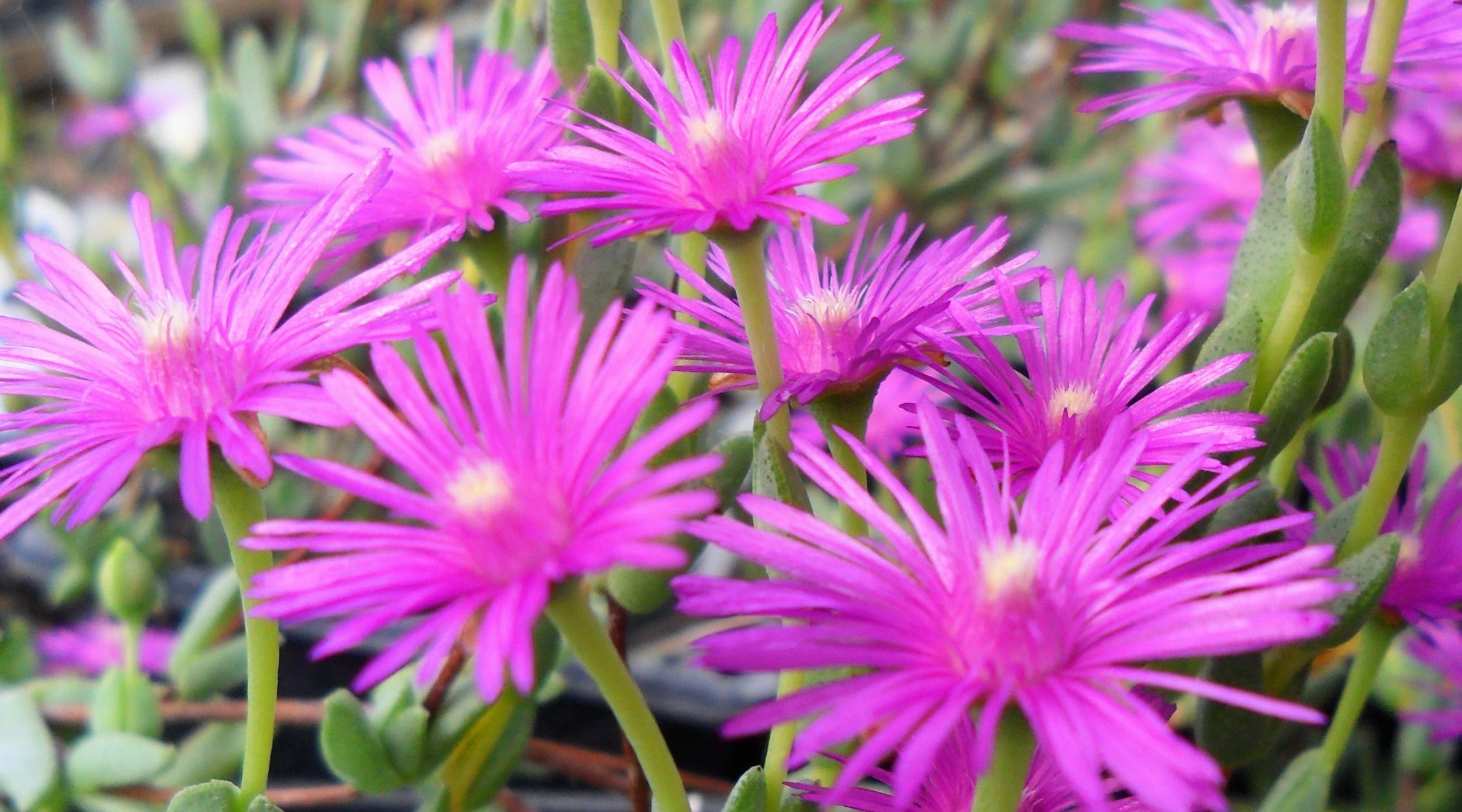 Las plantas de hielo arbustivas tienen flores vibrantes de color rosa púrpura.  Sus tallos están cubiertos de diminutas hojas carnosas de color verde, de forma cilíndrica. forma.